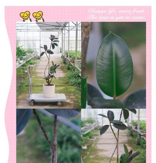 橡皮树养护指南：如何打造室内绿洲？