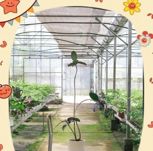 橡皮树养护指南：如何打造室内绿洲？