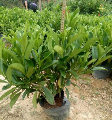 非洲茉莉养护指南：如何正确养护？