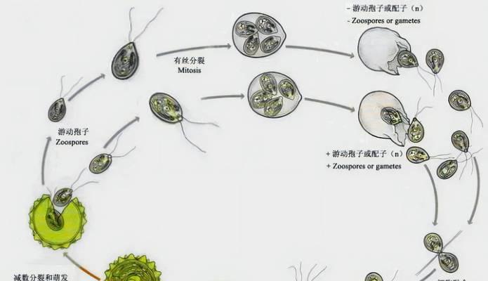 无性繁殖的方式及应用有哪些？