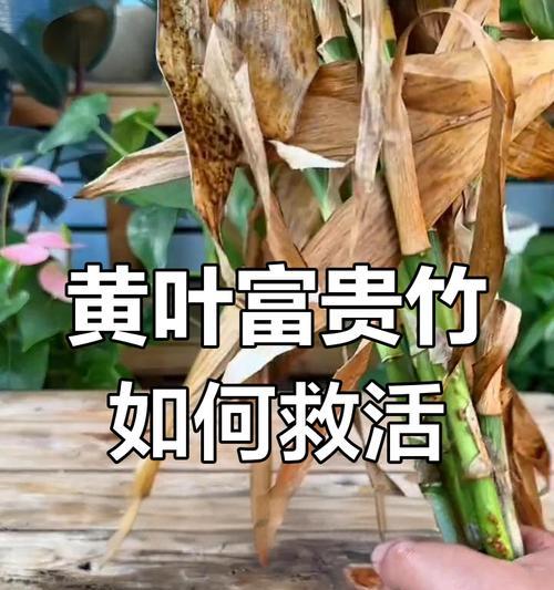 富贵竹养护技巧：如何快速生根，避免黄叶？