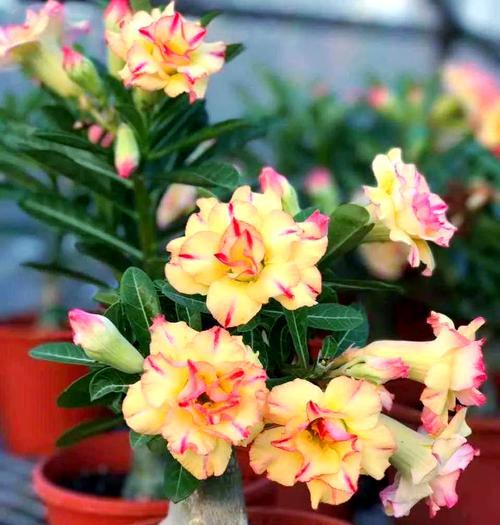 阳台植物养护指南：哪些植物适合阳台养护？