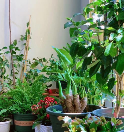 阳台植物养护指南：哪些植物适合阳台养护？