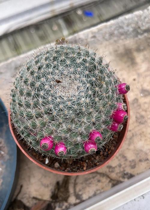 阳台植物养护指南：哪些植物适合阳台养护？