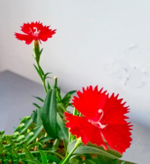 石竹花什么时候开花？花期有多长？