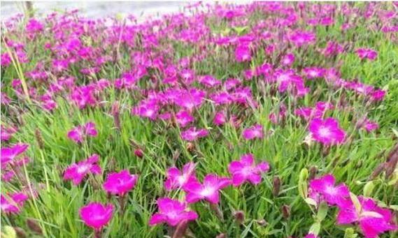 石竹花什么时候开花？花期有多长？