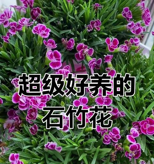 石竹花什么时候开花？花期有多长？