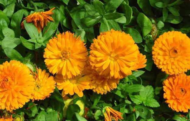 金盏花花期详解：花期有多长？