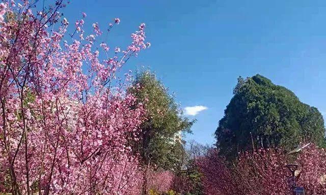 柳州这片花海好浪漫！花期持续至5月，地点在哪？