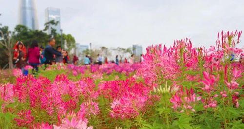 柳州这片花海好浪漫！花期持续至5月，地点在哪？