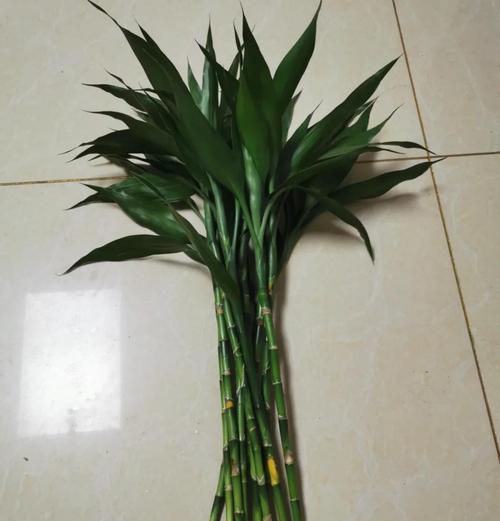 富贵竹水培生根技巧：如何快速生根？