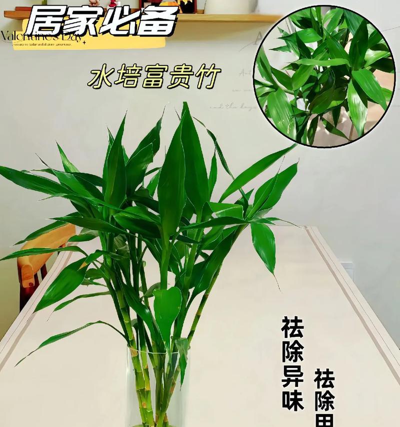 富贵竹水培生根技巧：如何快速生根？