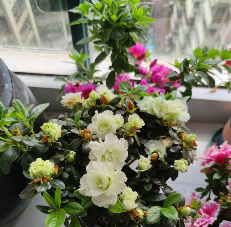 盆栽草花界的“劳斯莱斯”是什么？