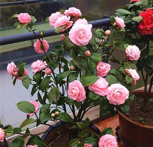 盆栽草花界的“劳斯莱斯”是什么？