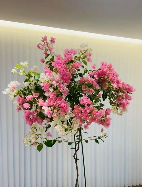 盆栽草花界的“劳斯莱斯”是什么？