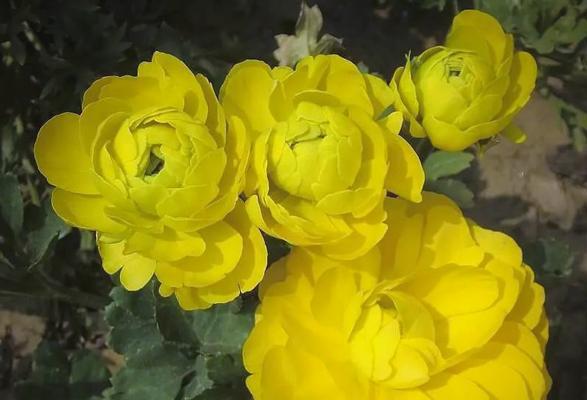 花毛茛种植指南：从种子到盛放花朵的全程记录？