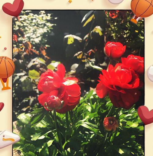 花毛茛种植指南：从种子到盛放花朵的全程记录？