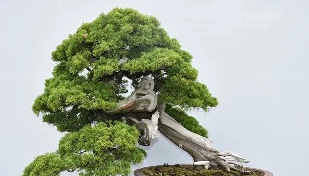 万年松盆栽：如何养护？