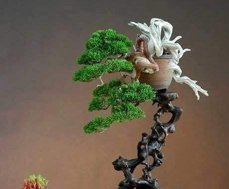 万年松盆栽：如何养护？