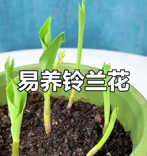 铃兰养护指南：如何正确养护？