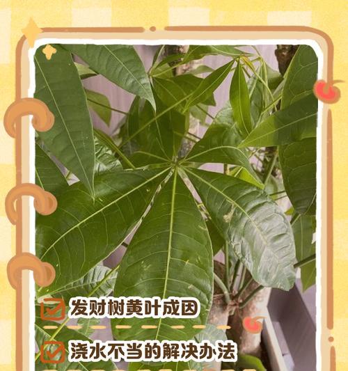 发财树养护详解：如何防烂根黄叶？