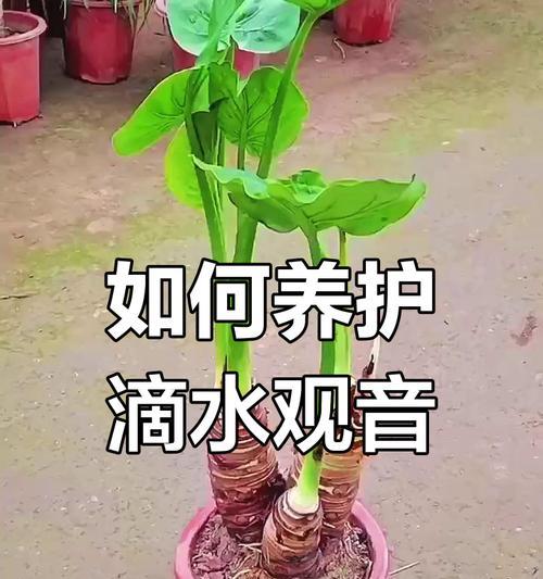 滴水观音的养殖方法和注意事项有哪些？