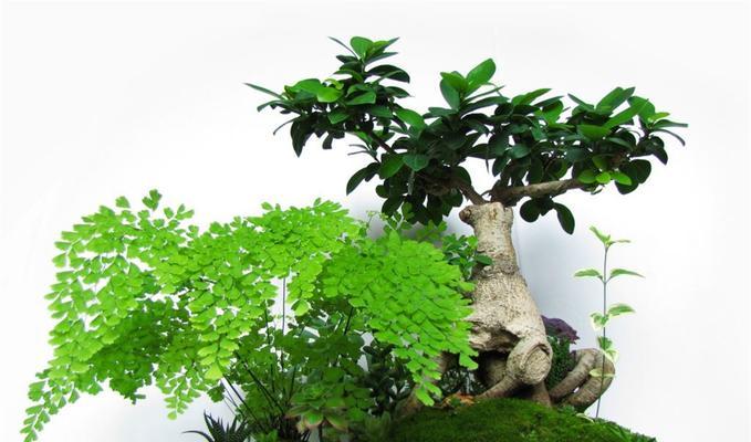 盆景植物绿植榕树怎么养护？榕树盆景的养殖技巧是什么？