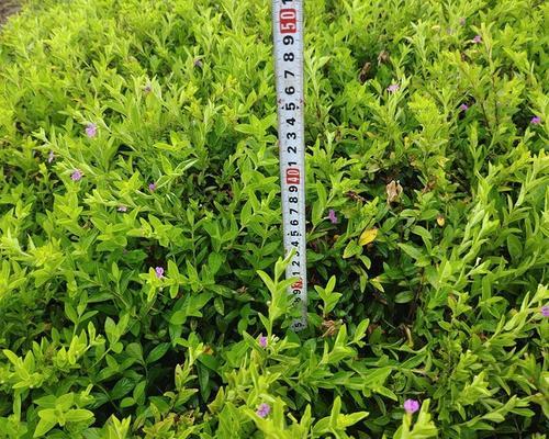 满天星养殖秘籍：如何轻松打造浪漫花境？