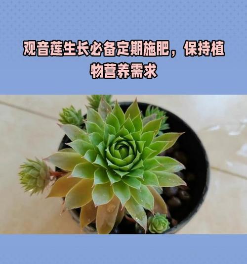观音莲最佳土壤选择是什么？如何正确选择？