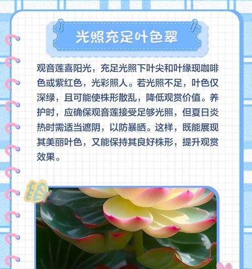 观音莲最佳土壤选择是什么？如何正确选择？
