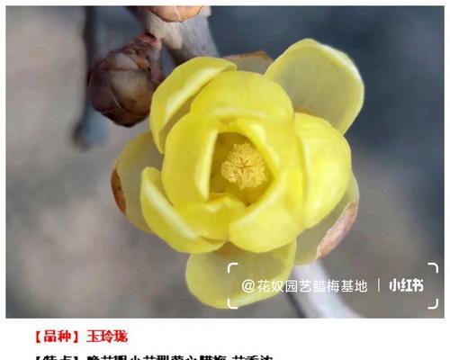 腊梅花几月开花？你知道吗？