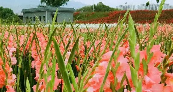 唐菖蒲的养护指南：从种植到开花的全方位管理方法是什么？