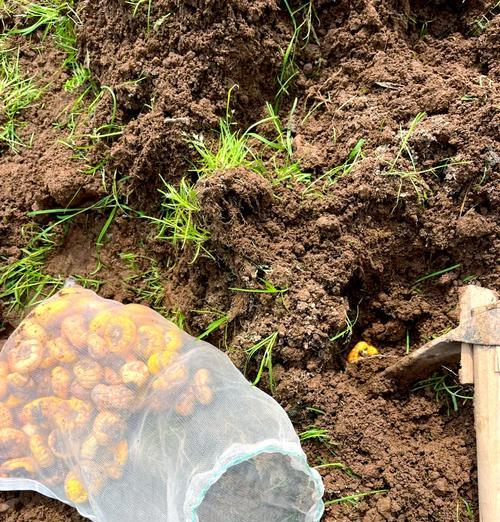 唐菖蒲的养护指南：从种植到开花的全方位管理方法是什么？