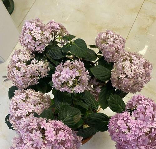 绣球一年开几次花？开花期持续多长时间？