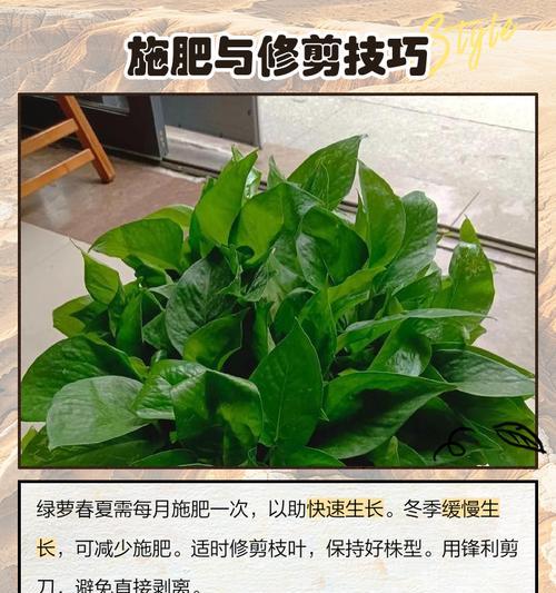 绿萝的养殖方法是什么？需要注意哪些方面？