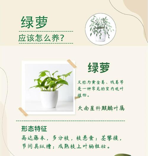 绿萝的养殖方法是什么？需要注意哪些方面？