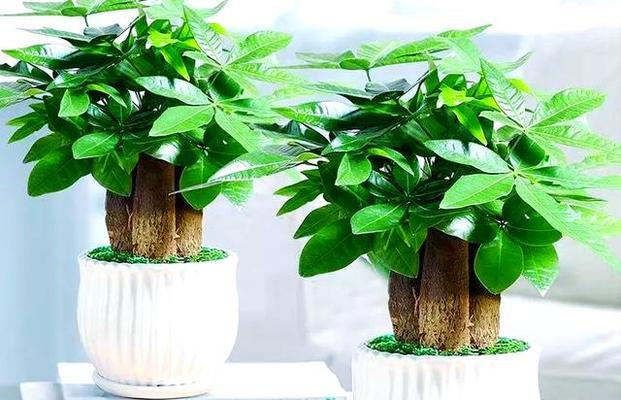 适合家里养的6种小盆栽有哪些？如何选择和养护？