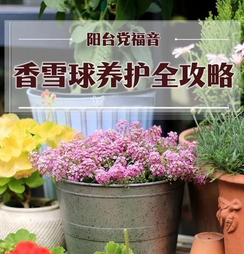 香雪兰叶子干了种球什么时候发芽？