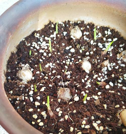 香雪兰叶子干了种球什么时候发芽？