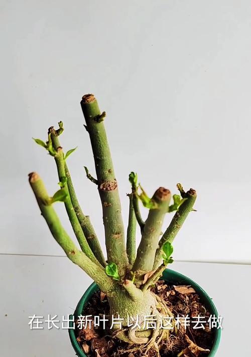 沙漠玫瑰怎么种植？有哪些注意事项？