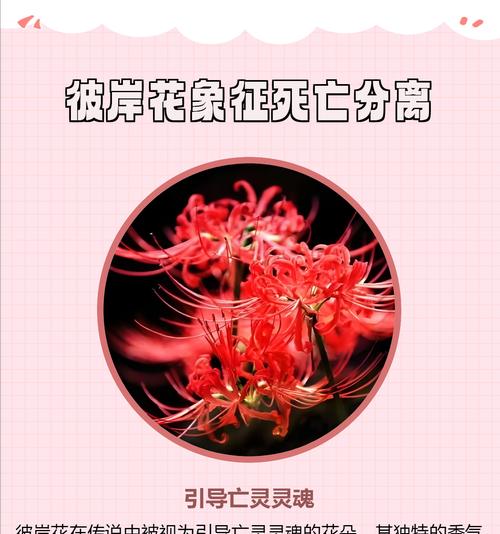 彼岸花有什么寓意？你知道吗？