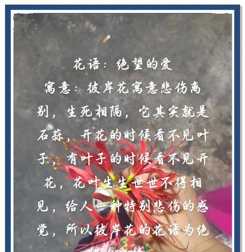 彼岸花有什么寓意？你知道吗？