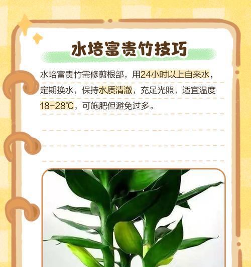 富贵竹的养殖方法是什么？如何正确养护？