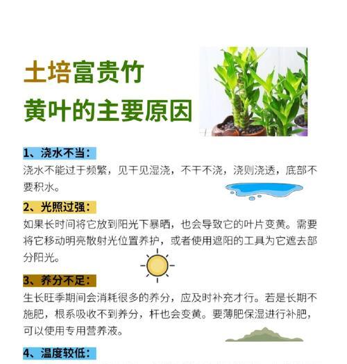 富贵竹的养殖方法是什么？如何正确养护？