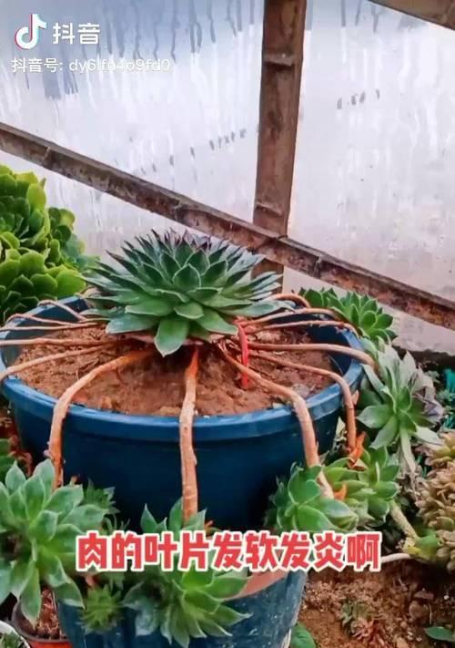 秋季观音莲养护全攻略：如何掌握光照、浇水与温度管理？