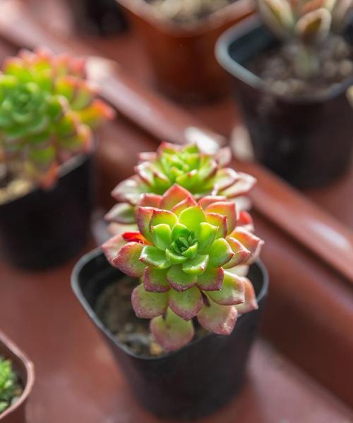 秋季观音莲养护全攻略：如何掌握光照、浇水与温度管理？