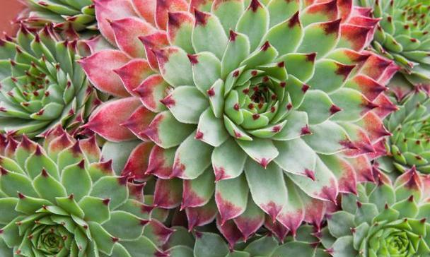 秋季观音莲养护全攻略：如何掌握光照、浇水与温度管理？