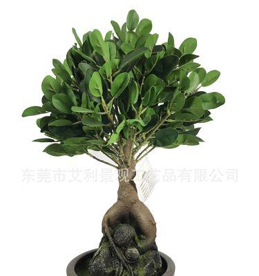盆景植物绿植榕树的养护技巧有哪些？