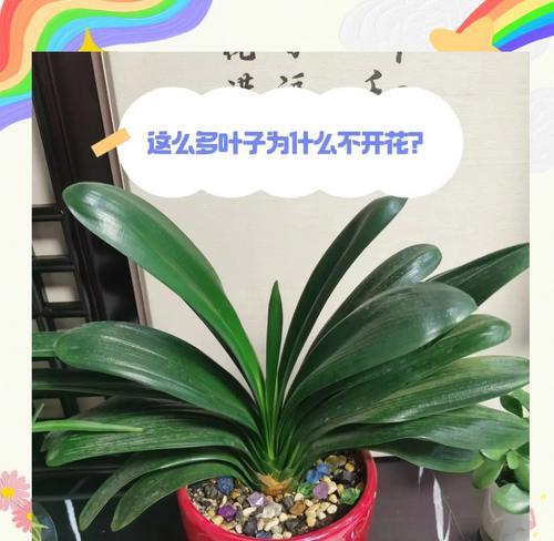 君子兰养护全攻略：从新手到高手的进阶指南是什么？