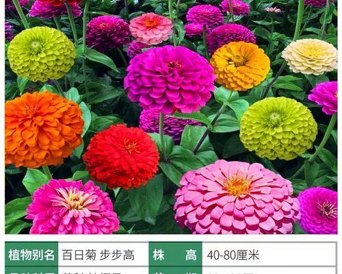 百日草是常绿植物吗？如何正确养护？